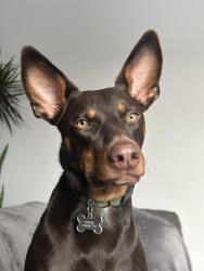 Reunited Male Dog last seen Near ave and 38St, Edmonton, AB T6L 5E4