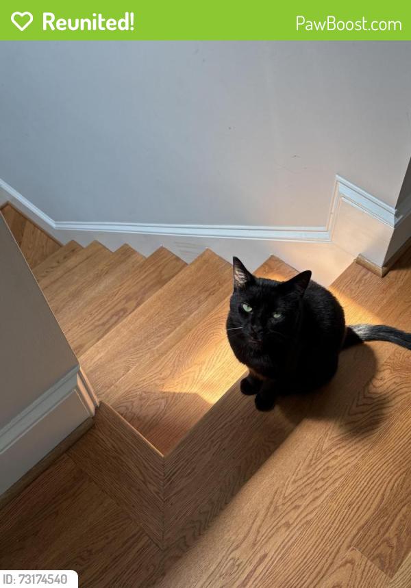 Reunited Male Cat last seen 19th st and R, Washington, DC 20009
