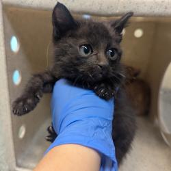 Shelter Stray Male Cat last seen , 361 S Raymond Ave, Pasadena, CA 91105, USA