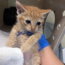 Shelter Stray Male Cat last seen , 361 S Raymond Ave, Pasadena, CA 91105, USA