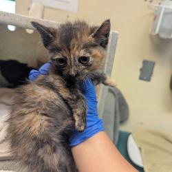 Shelter Stray Female Cat last seen , 361 S Raymond Ave, Pasadena, CA 91105, USA