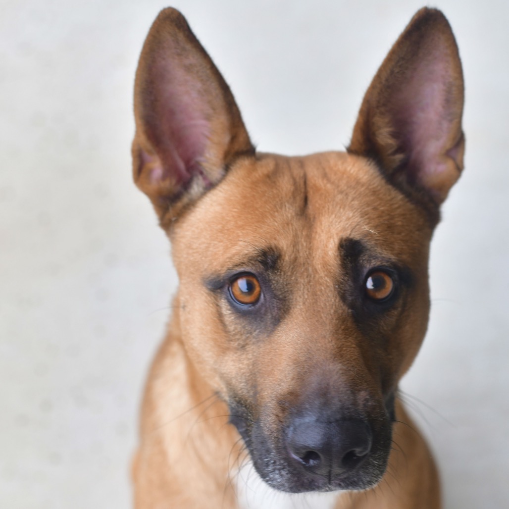 Shelter Stray Female Dog last seen , 3173 K-68 Hwy, Ottawa, KS 66067, USA