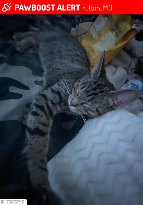 Lost Female Cat last seen Near addalyn dr fulton mo, Fulton, MO 65251