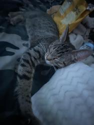 Lost Female Cat last seen Near addalyn dr fulton mo, Fulton, MO 65251