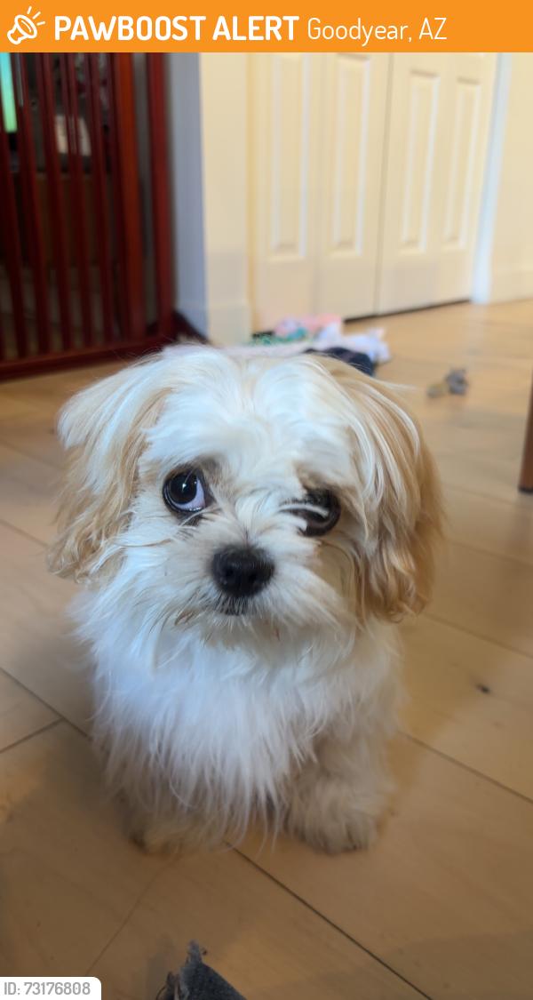 Found/Stray Female Dog last seen Somewhere in Goodyear, Goodyear, AZ 85323