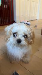 Found/Stray Female Dog last seen Somewhere in Goodyear, Goodyear, AZ 85323