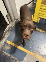 Found/Stray Male Dog last seen Rabe / home ave, Fresno, CA 93717