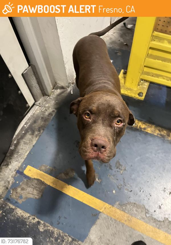 Found/Stray Male Dog last seen Rabe / home ave, Fresno, CA 93717