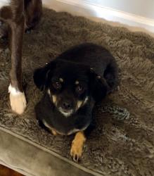 Lost Female Dog last seen Hercules, Hesperia, CA 92345
