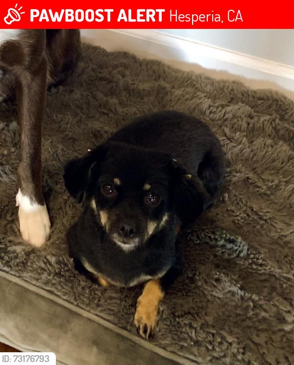 Lost Female Dog last seen Hercules, Hesperia, CA 92345