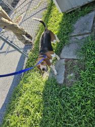 Found/Stray Female Dog last seen Harrington De, Harrington, DE 19952