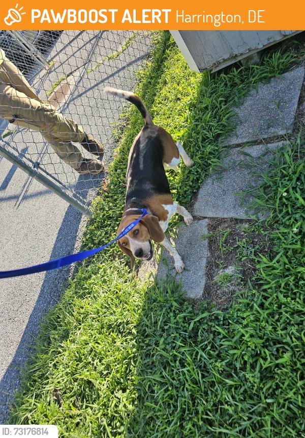 Found/Stray Female Dog last seen Harrington De, Harrington, DE 19952