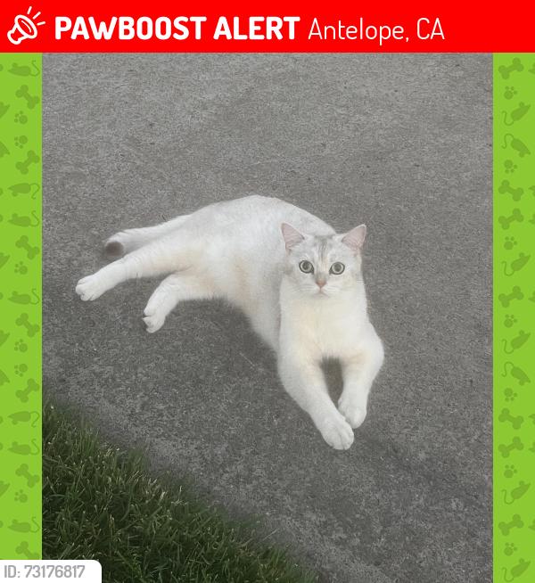 Lost Male Cat last seen Near big cloud way street, Antelope, CA 95843