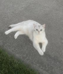 Lost Male Cat last seen Near big cloud way street, Antelope, CA 95843
