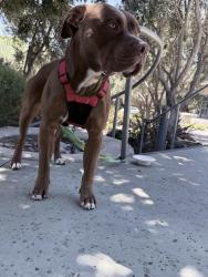 Found/Stray Male Dog last seen The woods apmt, San Jose, CA 95136