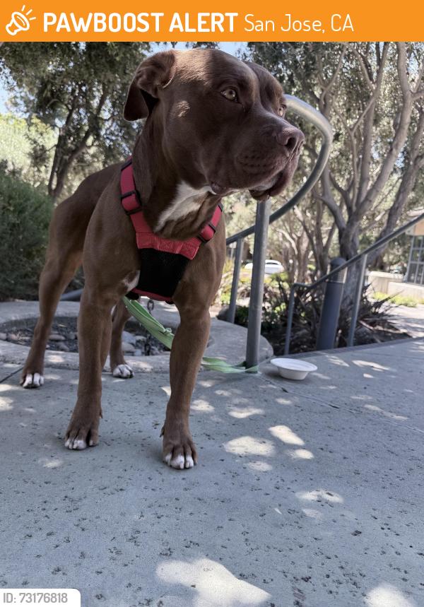 Found/Stray Male Dog last seen The woods apmt, San Jose, CA 95136