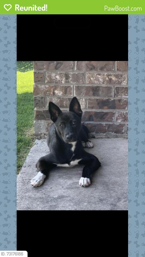 Reunited Female Dog last seen Near Walnut Ln, Melissa, TX 75454, USA, Melissa, TX 75454