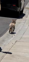 Found/Stray Unknown Dog last seen Foothill / Cherry (behind Winco), Fontana, CA 92336