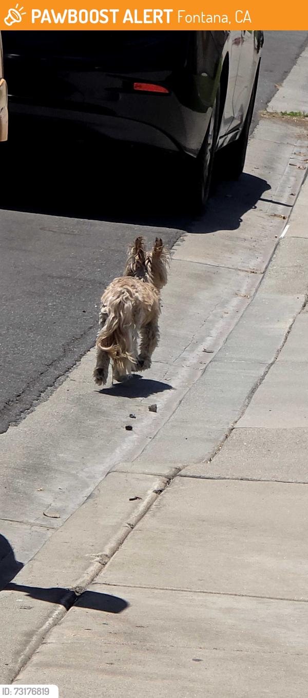 Found/Stray Unknown Dog last seen Foothill / Cherry (behind Winco), Fontana, CA 92336