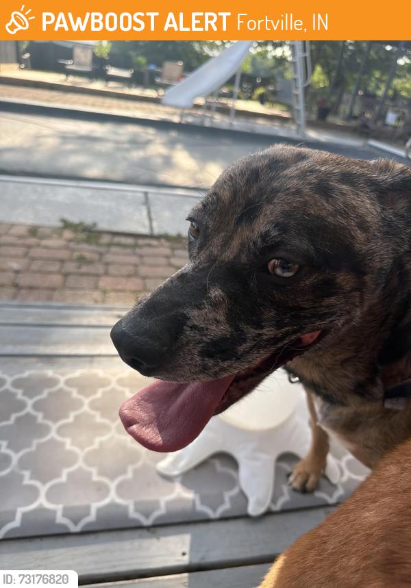 Found/Stray Male Dog last seen Ingalls, Fortville, IN 46040