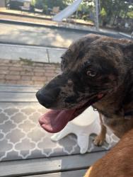 Found/Stray Male Dog last seen Ingalls, Fortville, IN 46040