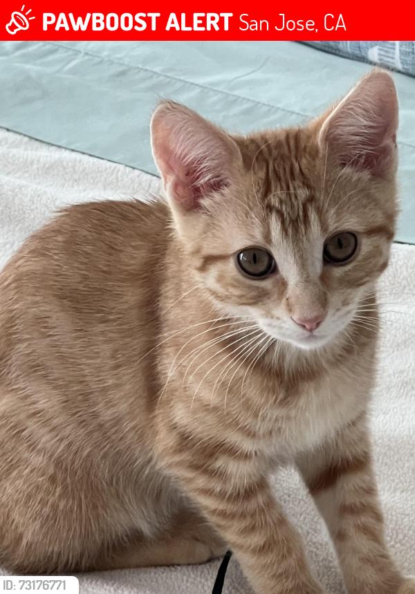 Lost Unknown Cat last seen Sugarplum, San Jose, CA 95148