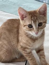 Lost Unknown Cat last seen Sugarplum, San Jose, CA 95148