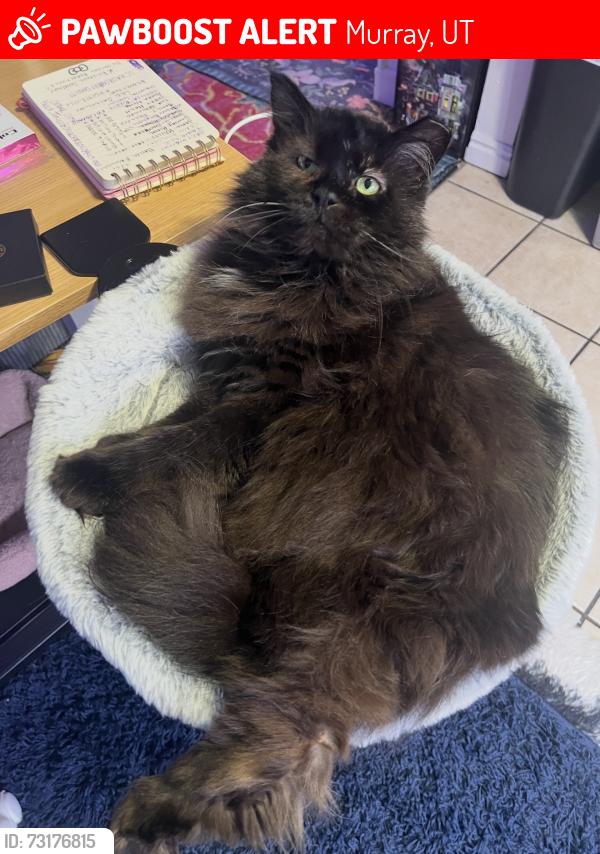 Lost Male Cat last seen Near S. Fashion Blvd., Murray, UT 84107