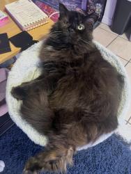 Lost Male Cat last seen Near S. Fashion Blvd., Murray, UT 84107