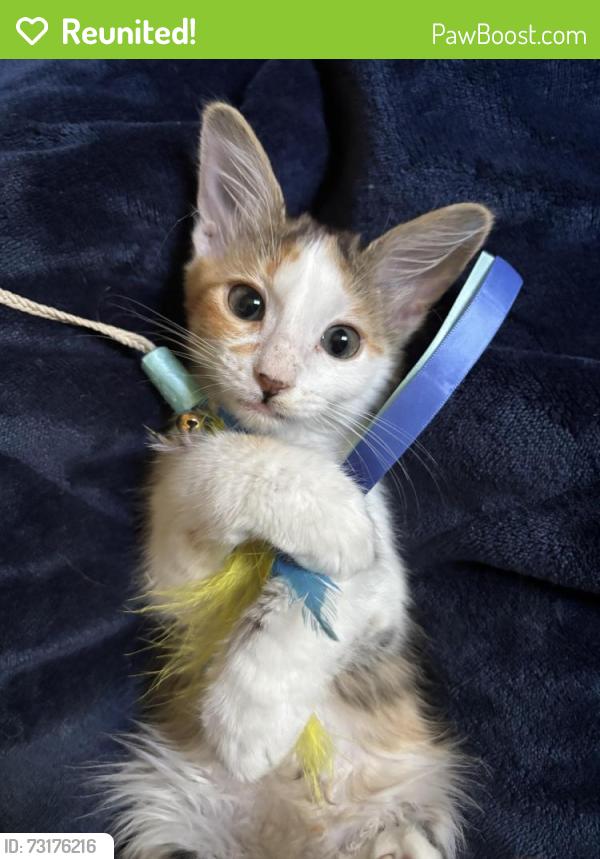 Reunited Female Cat last seen Mather Heights Park, Green Bay, WI 54303