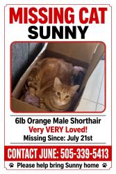 Lost Male Cat last seen Coors & La Orilla, Albuquerque, NM 87120