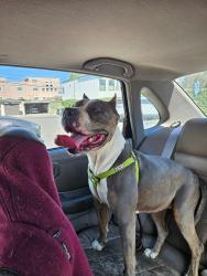 Reunited Female Dog last seen Pacific Ave, Marina del Rey, CA 90292