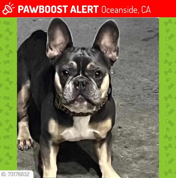 Lost Female Dog last seen Puls street, Oceanside, CA 92058