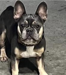Lost Female Dog last seen Puls street, Oceanside, CA 92058