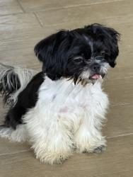 Found/Stray Male Dog last seen Creek Bend apmts in Belmar area, Amarillo, TX 79101