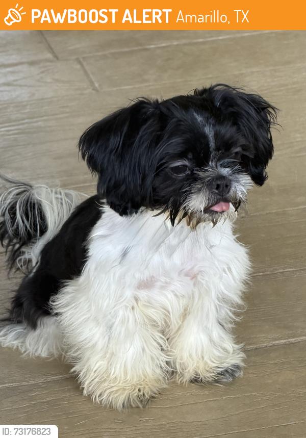 Found/Stray Male Dog last seen Creek Bend apmts in Belmar area, Amarillo, TX 79101