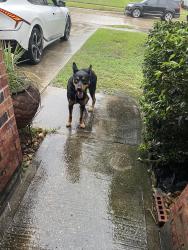 Lost Male Dog last seen Rancho grande drive, Houston, TX 77049