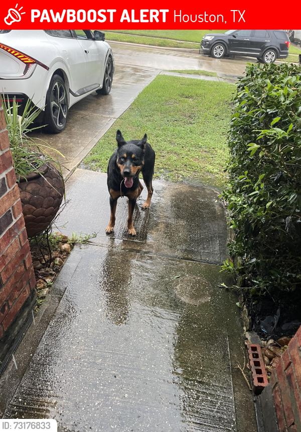 Lost Male Dog last seen Rancho grande drive, Houston, TX 77049