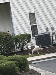 Found/Stray Unknown Dog last seen Rivers edge neighborhood roaming front entrance into The Marshes s, Lansing, MI 48911