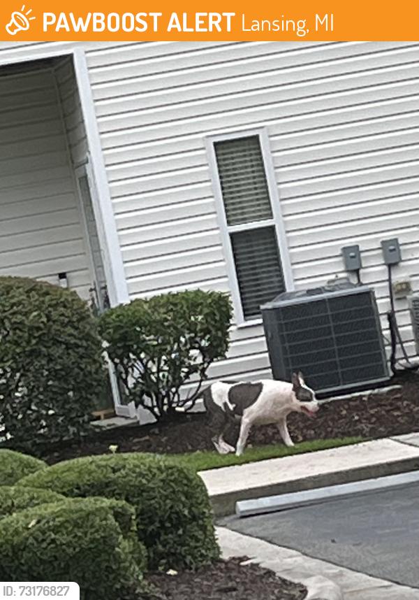Found/Stray Unknown Dog last seen Rivers edge neighborhood roaming front entrance into The Marshes s, Lansing, MI 48911