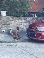 Found/Stray Unknown Dog last seen Smiley drive, chestnut street, Kanawha County, WV 25309