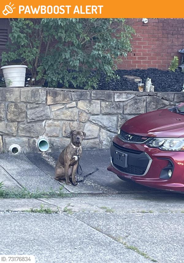 Found/Stray Unknown Dog last seen Smiley drive, chestnut street, Kanawha County, WV 25309