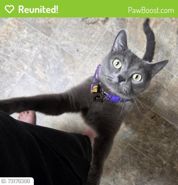 Reunited Male Cat last seen Main and bodwell, Hartford, CT 06114