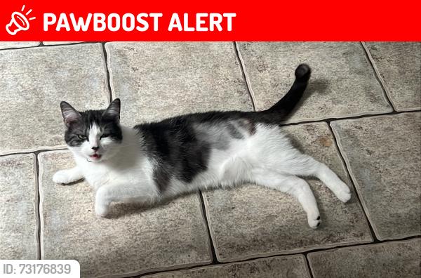 Lost Female Cat last seen Albany Road backings, South Yorkshire, England 