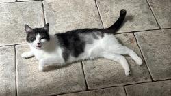 Lost Female Cat last seen Albany Road backings, South Yorkshire, England 
