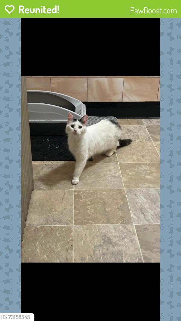 Reunited Female Cat last seen Deming street, crawford school, Terre Haute, IN 47807