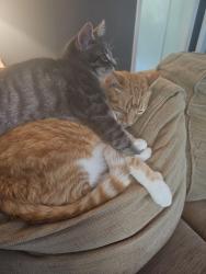 Lost Male Cat last seen Creighton, Taylors, SC 29687