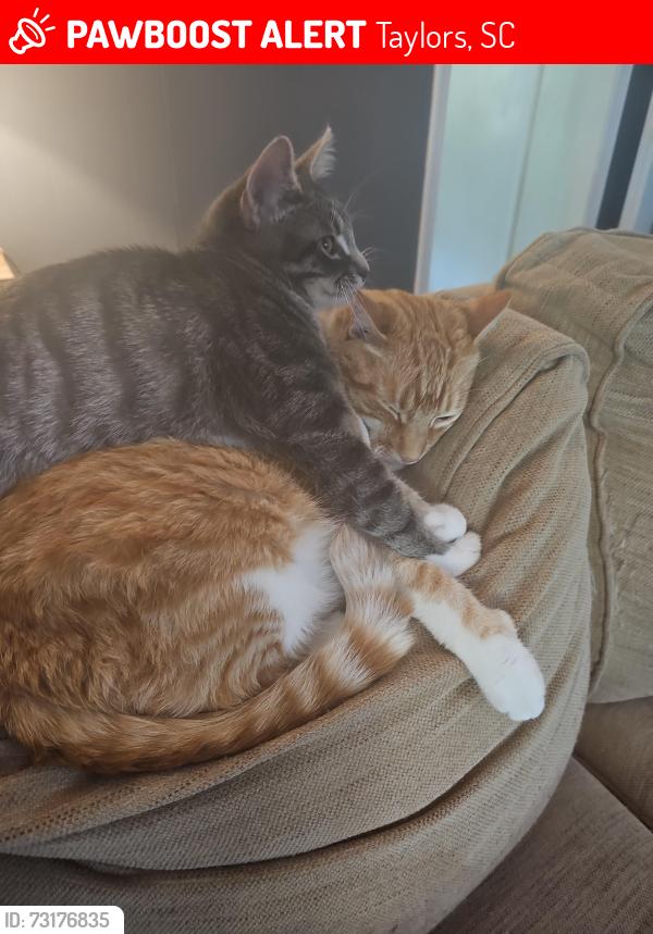 Lost Male Cat last seen Creighton, Taylors, SC 29687