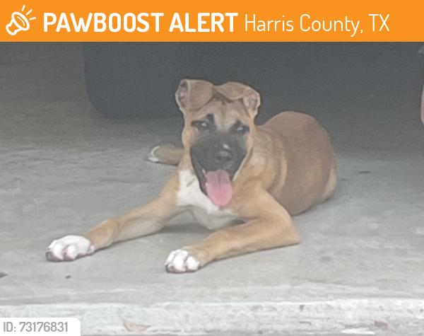 Found/Stray Male Dog last seen Fry and Prak, Harris County, TX 77449