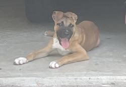 Found/Stray Male Dog last seen Fry and Prak, Harris County, TX 77449